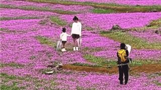 龍港周邊游 | 浪漫！這里長(zhǎng)出一大片紫色花海！